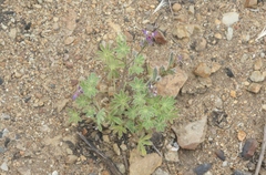 Lupinus concinnus