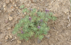 Lupinus concinnus