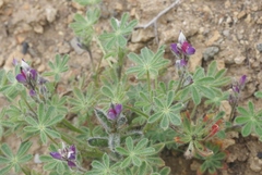 Lupinus concinnus