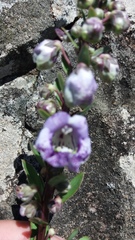 Angelonia integerrima