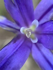 Brodiaea terrestris