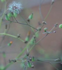 Youngia thunbergiana
