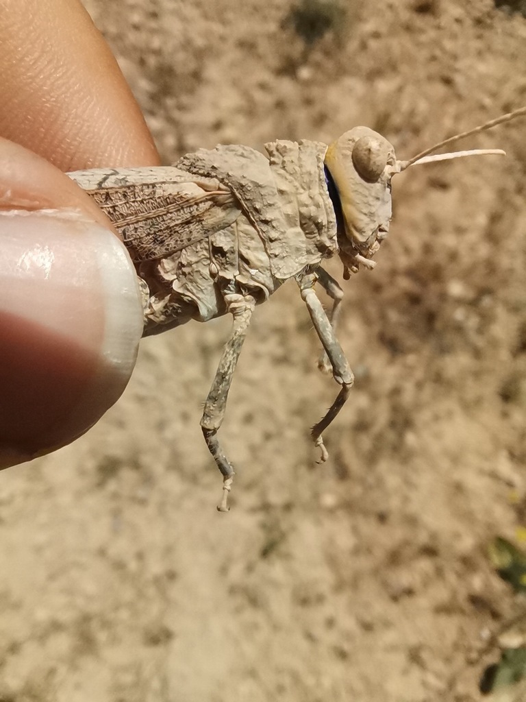 Eremopeza cinerascens