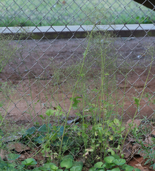 Youngia thunbergiana
