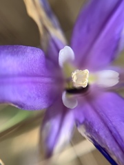 Brodiaea terrestris