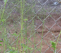 Youngia thunbergiana