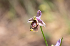 Cytherean Ophrys (Ophrys cytherea)