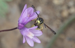 Pterocheilus