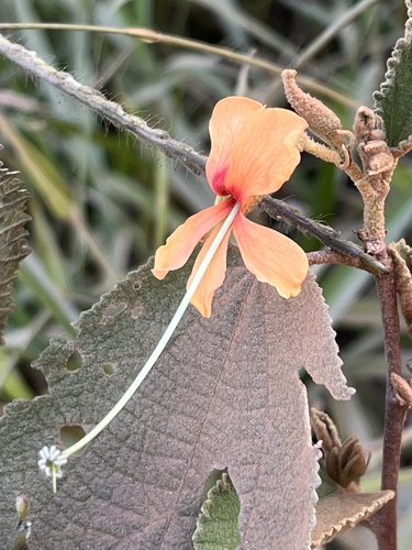 Helicteres brevispira, photograph 5