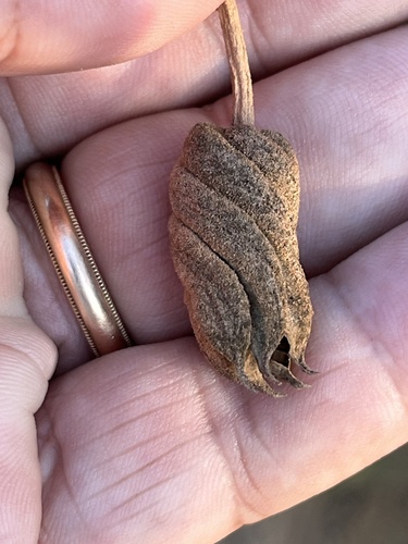 Helicteres brevispira, photograph 6