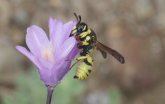 Pterocheilus