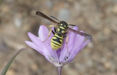 Pterocheilus