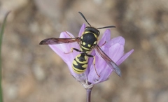 Pterocheilus