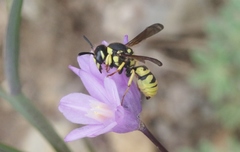 Pterocheilus