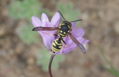 Pterocheilus