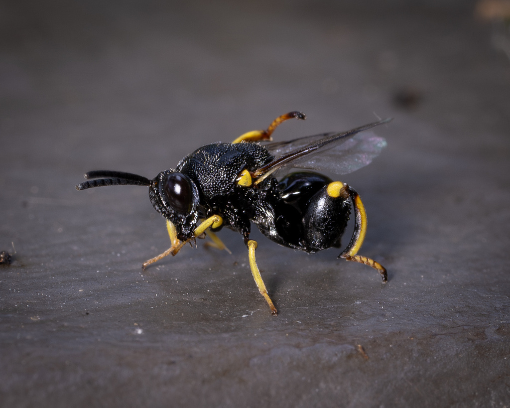 Brachymeria lasus