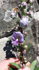 Angelonia integerrima