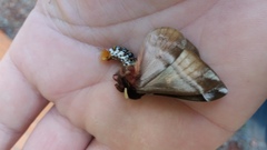 Dirphiopsis lombardi