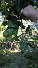 Macadamia integrifolia