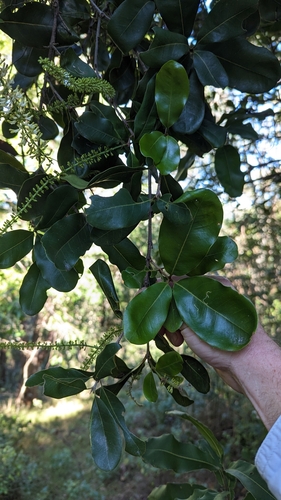 Image of Macadamia integrifolia by no rights reserved