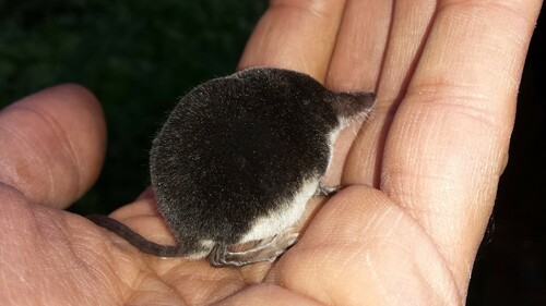 Eurasian Water Shrew