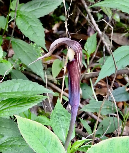 Arisaema bockii, photograph 3