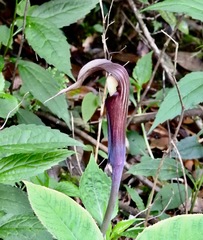 Arisaema bockii, photograph desertnaturalist, CC BY, iNaturalist via GBIF