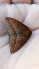 Catacantha ferruginea