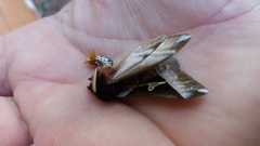 Dirphiopsis lombardi