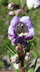Angelonia integerrima