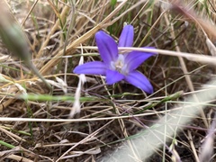 Brodiaea terrestris