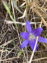 Brodiaea terrestris