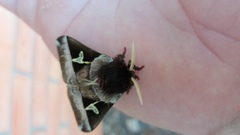 Dirphiopsis lombardi