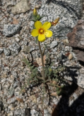 Mentzelia affinis