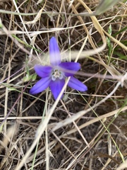Brodiaea terrestris