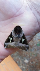 Dirphiopsis lombardi