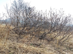 Sorbus sambucifolia