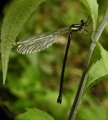 Calopterygoidea