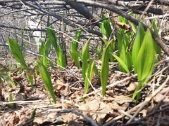 Allium ochotense