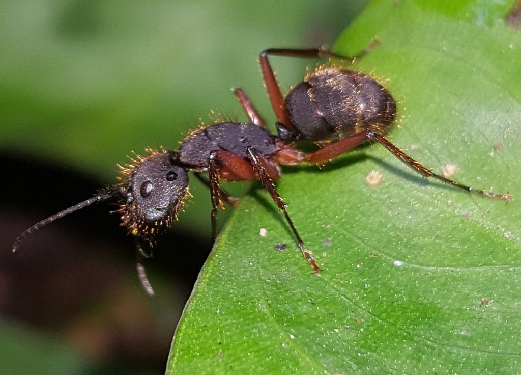 Camponotus rufipes