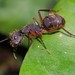 Camponotus rufipes - Photo (c) alessandradalia, μερικά δικαιώματα διατηρούνται (CC BY-SA), uploaded by alessandradalia