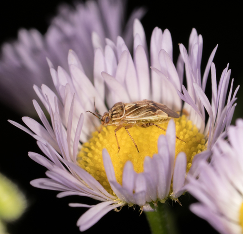 Tarnished plant bug