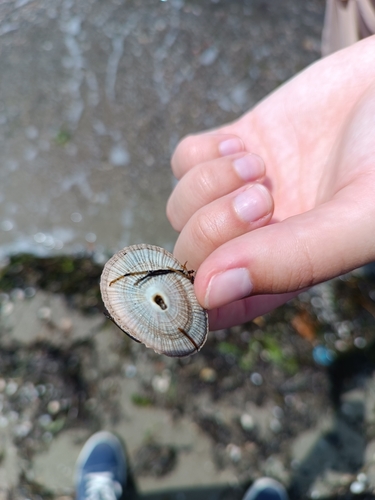 italian keyhole limpet