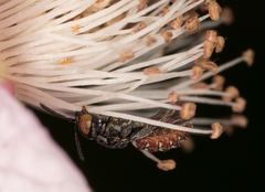 Holcopasites calliopsidis