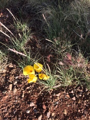 Calochortus aureus