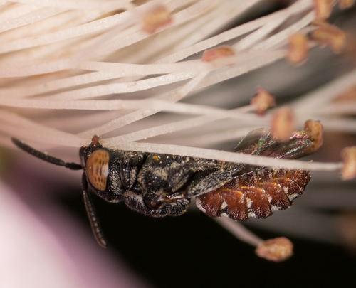 Calliopsis Cuckoo Nomad Bee photo 5