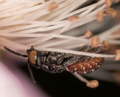 Holcopasites calliopsidis