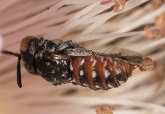 Holcopasites calliopsidis