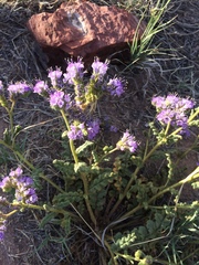 Phacelia corrugata