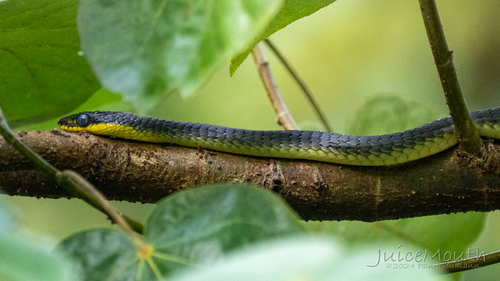 Common Tree Snake sighting